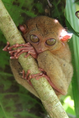 Tarsier - Bohol 2013