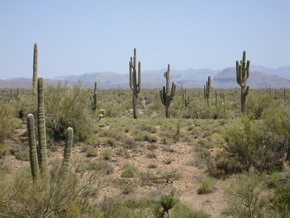 Saguaro Cactus