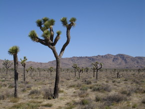 Joshua Tree NP