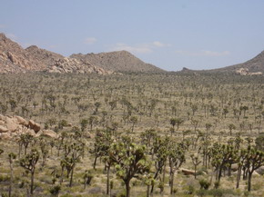 Joshua Tree NP